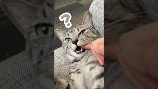 指ちゅぱ中に予想外の事をされ完全にフリーズする猫 #shorts #猫 #cat