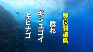 キビナゴ＆ギンユゴイの群れ！沖縄ダイビング