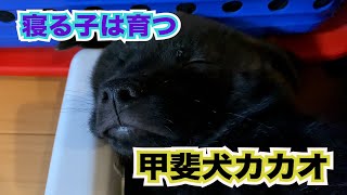 【甲斐犬】寝るカカオは育つ！