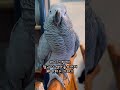 묵언수행하는 앵무새 김다정 회색앵무새 grayparrot