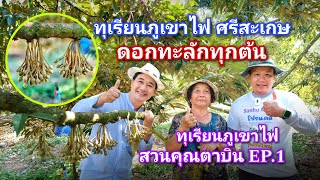 #กวินบินได้ EP.274 ทุเรียนอีสานดอกทะลัก ด้วย #ซานโฮโมเดล #ทุเรียนภูเขาไฟสวนคุณตาบิน EP.1