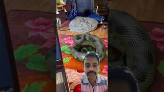 Anaconda in House - Snake in Room Animation #Shorts