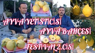 #gördes MUTTALİP DÖNMEZ'İN AYVA BAHÇESİ. EGE 22 AYVA YETİŞTİRİCİLİĞİ. GÖRDES AYVASI. Gördes/Manisa