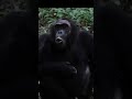 sound of chimpanzee chimps sound pan troglodytes sound