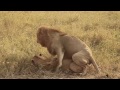 Fucking Lion Lion's having Sex
