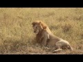 Fucking Lion Lion's having Sex