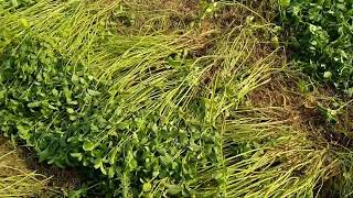 पिपरमेंट प्लांट | Mentha plant | मेंथा(पिपरमिंट) आयल कैसे निकालते है.