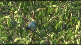 Sept 26, 2017- Sunset- A pretty pair of Blue Waxbills with Jamie