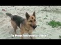 mentor4dogs reia glücklich vermittelt 2023