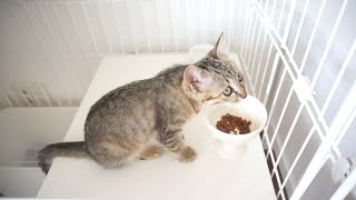 Rice time for a 3-month-old kitten ♡ We also compared crunchy & wet food.