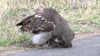 Verreaux's Eagle Owl with Freshly-killed Mongoose