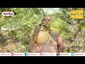 தைவான் கொய்யா சாகுபடி வெற்றிக்கான முழுமையான வழிகாட்டி taiwan guava cultivation a complete guide