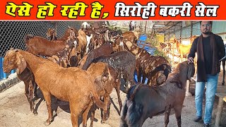 Sirohi Goat Available ।ऐसे हो रही है सिरोही बकरी सेल ।। Sirohi Bakri kahan milegee