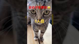 【猫動画】女の子は何人？猫ですけど💦#shorts #猫カフェ #かわいくてごめん