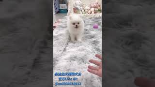 🤍超可愛毛茸茸爆毛白博美🤍 #合法犬舍 #cute #puppy #台南寵物店