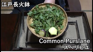 賀茂ナス、スベリヒユ-Kamo eggplant, Common Purslane-【Japanese food 江戸長火鉢】