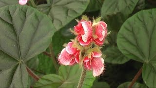 Rundgang in der Emsflower-Erlebniswelt in Emsbüren