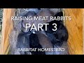 Raising Meat Rabbits Part 3 | Care after Birth