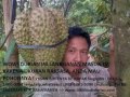 Hub: 085-6261-3096 (Sms,Whatsaap,Telpon) -  durian montong bawor