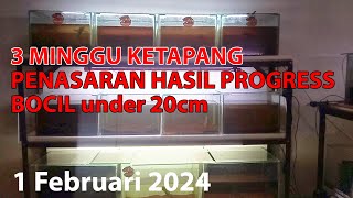 3 Minggu Ketapang, penasaran hasilnya kyk apa...