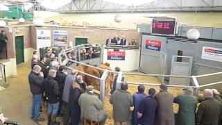 1st Feb Store Cattle at Exeter