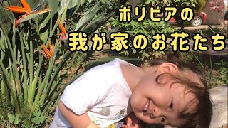 我が家の庭に咲いたお花たちを見て楽しむ？【ボリビア生まれの日本人1歳児】