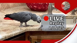 Einstein Parrot Live 1/16/25