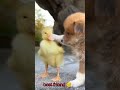 dog and duck #best friends #youmewe #dog #duck #pets #love