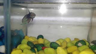 Aquarium fishes for sale in aurangabad mahrashtra