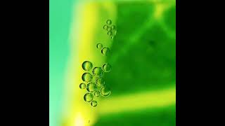 مقطع تشريحي عملية البناء الضوئي اوراق النبات ( ماء + ثاني اكسيد الكربون + الضوء ) ~انتاج~ الأوكسجين