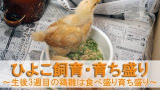 ひよこ飼育19・育ち盛り～生後3週目のニワトリ雛は食べ盛り育ち盛り～