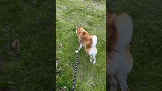 階段下りるの速すぎる柴犬マメ