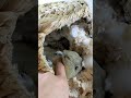 おリス様を1分間撫でさせていただくだけの動画 only petting my squirrel リチャードソンジリス squirrel リス