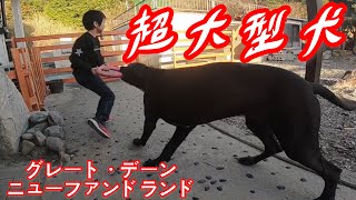 優しい巨人 グレートデン 超大型犬 ニューファンドランド newfoundland dog Great Dane dog giant dog BIG dog BOSS＆Queen 渡辺ボス