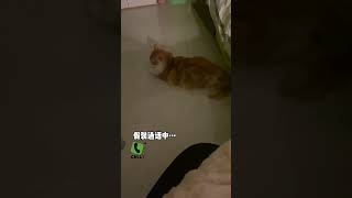 小猫咪也会被PUA