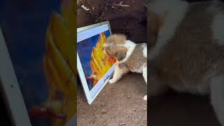 可爱的小猫 小狗 小猪 快乐童年#shortstiktok #shortsshorts #funnyshorts #funnyanimals #funnyvideo #naturesounds