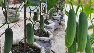 বস্তায় শসা চাষ || ছাদ বাগানে শসা চাষ || How to grow cucumber at home || টবে শসা চাষ || শসা চাষ ।