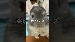 チンチラ　朝のフリーズ祭開催＃chinchilla＃チンチラ＃shorts