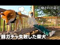 事件発生！発熱でも可愛くて遊んでしまう主人と柴犬こまちゃん。［和風総分家］