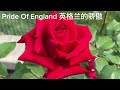 花期长耐晒颜值高的10种大花玫瑰｜10 long lasting large roses