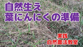 ＜実践自然農法教室＞　自然生え 葉にんにくの準備