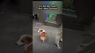A CORGI DOG LEFT BEHIND BY OWNER #corgi #dogshorts #dog #shorts #cutedogs #animal #funny #pets
