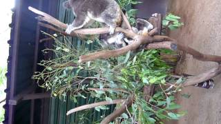 Itchy Koalas