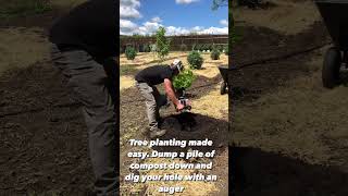 Planting fruits trees with an auger