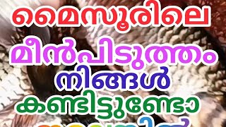 Fishing|in|Mysuru|മൈസൂരിൽ  മീനിന്റെ ചാകര ജീവിതത്തിൽ നിങ്ങൾ ഇന്നേവരെ കണ്ടിട്ടില്ലാത്ത മീൻപിടുത്തം😱