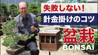 Don't fail! I will teach you the tips of wire hanging [Bonsai / Beginner course]