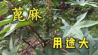 农村儿时随处可见的野植蓖麻，农民为何不敢种？用途可大了【农家莎妹】