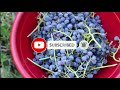 blueberry seedless grape harvest container gardening