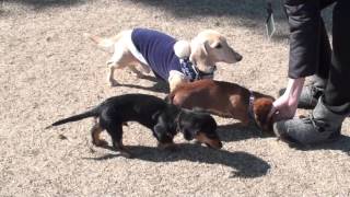 カニンヘンダックスちょこ太　ドッグランでダックス祭り　A miniature dachshund puppy plays with other dachshunds at the dog run