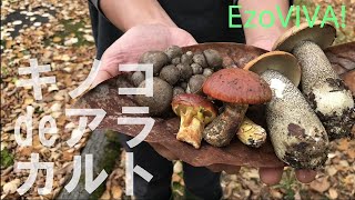 🍄【キノコ狩り】道北の森はキノコがいっぱい！ハナイグチ、ホンシメジ、キンチャマイグチ、＃キノコ狩り